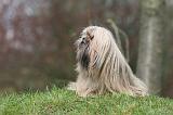 LHASSA APSO 265